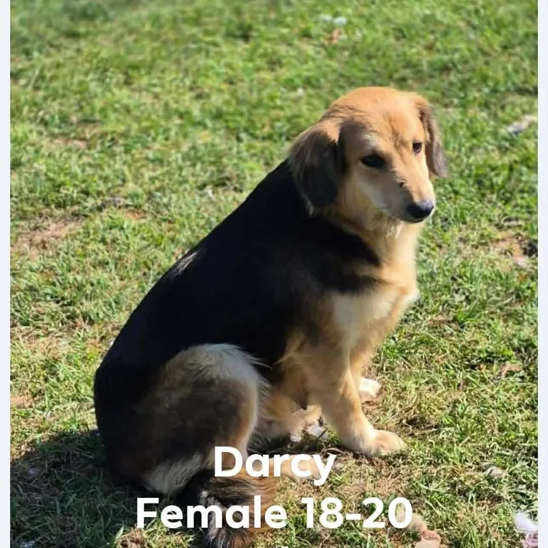 Darcy thumbnail 3