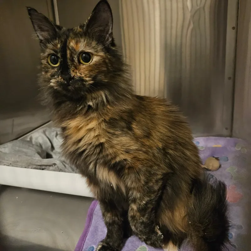 A young medium-sized female Tortoiseshell Domestic Long Hair cat named Sunset Peak Orr for adoption in Eagle Mountain, UT