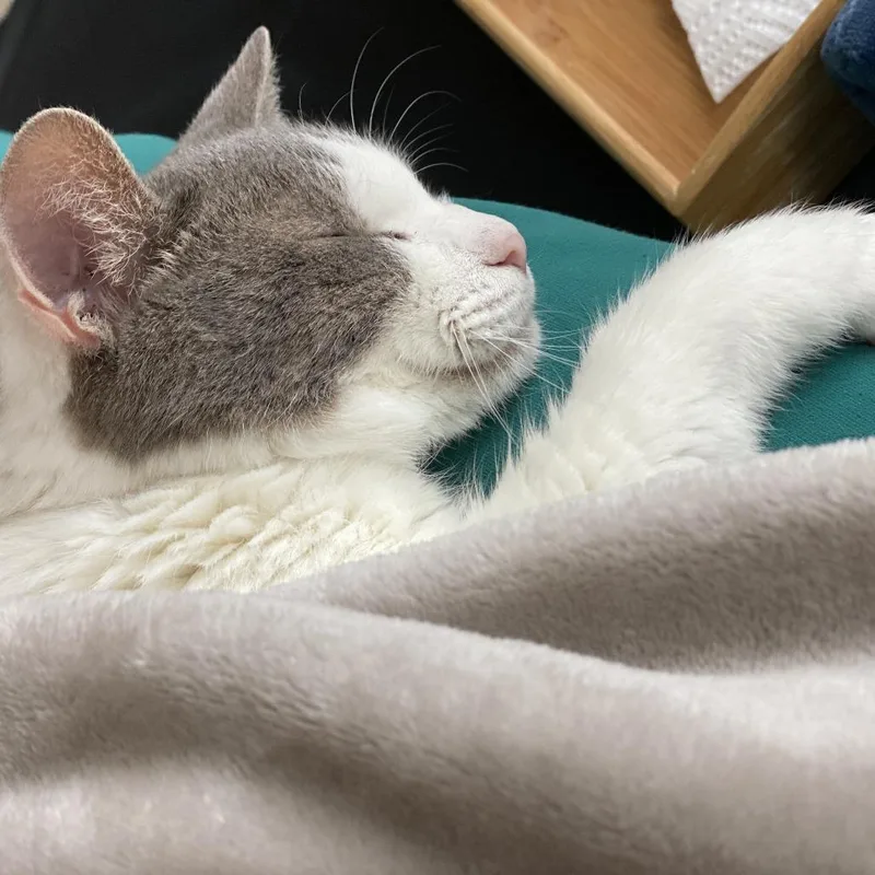 A senior medium-sized male White Domestic Short Hair cat named Little Boy for adoption in New York, NY