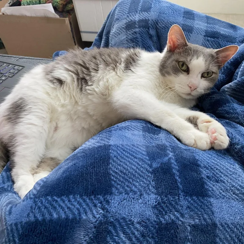 Little Boy thumbnail 2