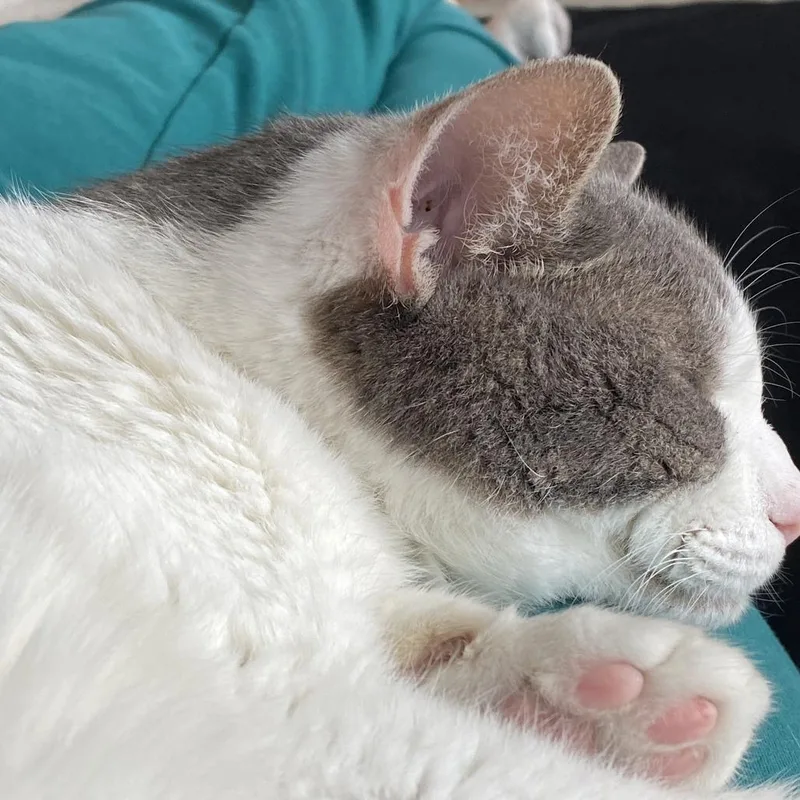 Little Boy thumbnail 3