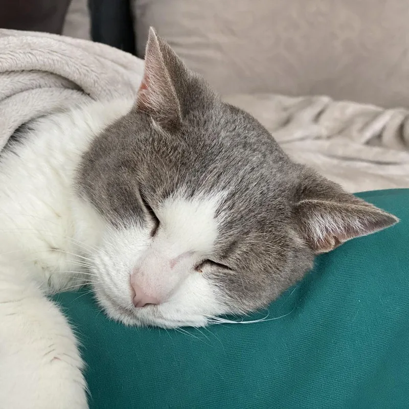 Little Boy thumbnail 4