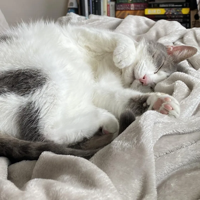 Little Boy thumbnail 6