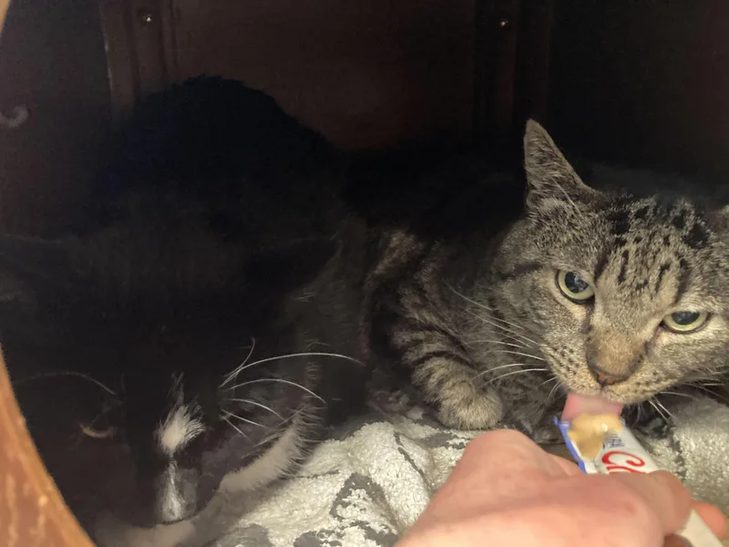 Buzz & Clawd thumbnail 4