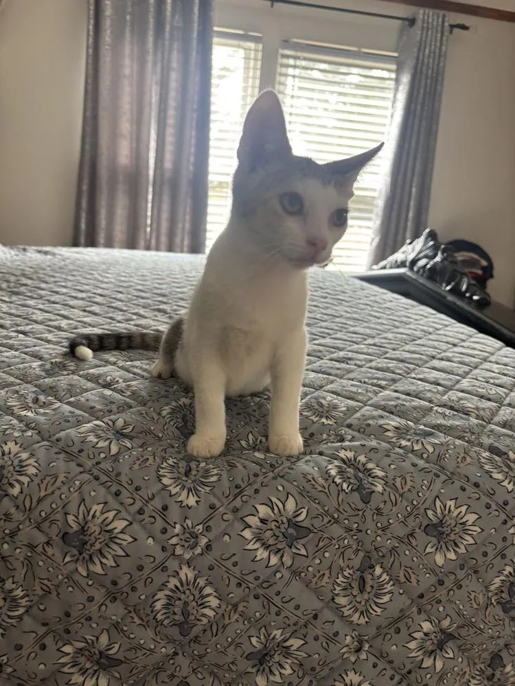 A baby small-sized male Gray & White Domestic Short Hair cat named Louie for adoption in Salisbury, NC