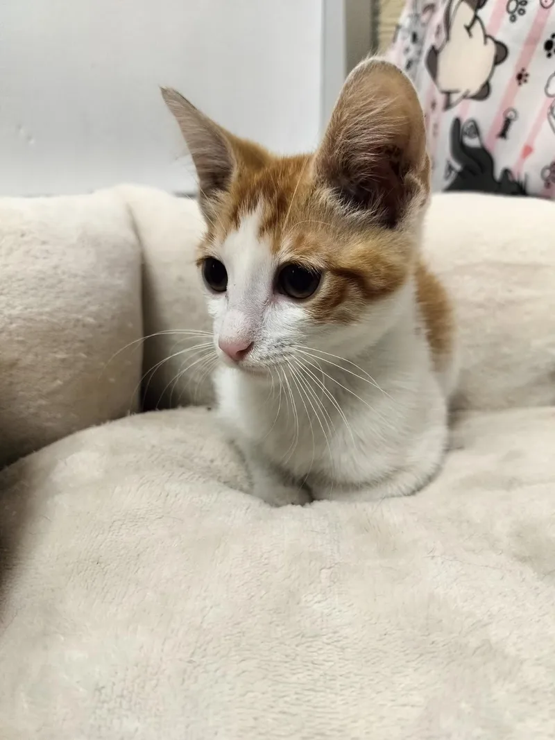 A baby small-sized male Orange & White Domestic Short Hair cat named Petro for adoption in Parlier, CA