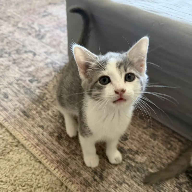 A baby medium-sized female Domestic Short Hair cat named Mrs Peacock for adoption in Chattanooga, TN