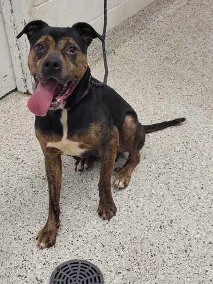 A senior large-sized male Black Pit Bull Terrier dog named Cognac for adoption in Kansas City, MO