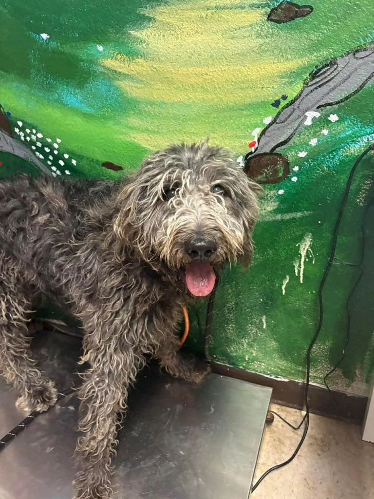 A young large-sized female Scottish Deerhound dog named Serendipity for adoption in New Braunfels, TX