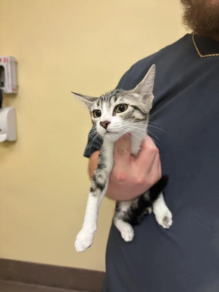 A baby medium-sized female Domestic Short Hair cat named Strawberry ✅ for adoption in Florence, SC