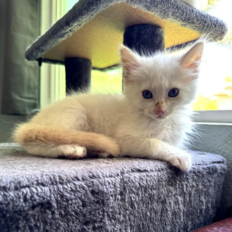 A baby small-sized male Flame Point Domestic Medium Hair cat named Q Tip for adoption in Long Beach, CA