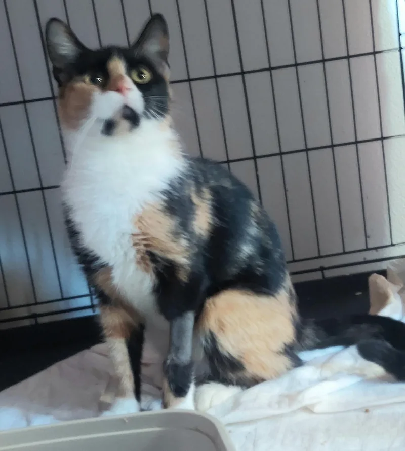 A young small-sized female Calico cat named Jelly Bean for adoption in CANONSBURG, PA