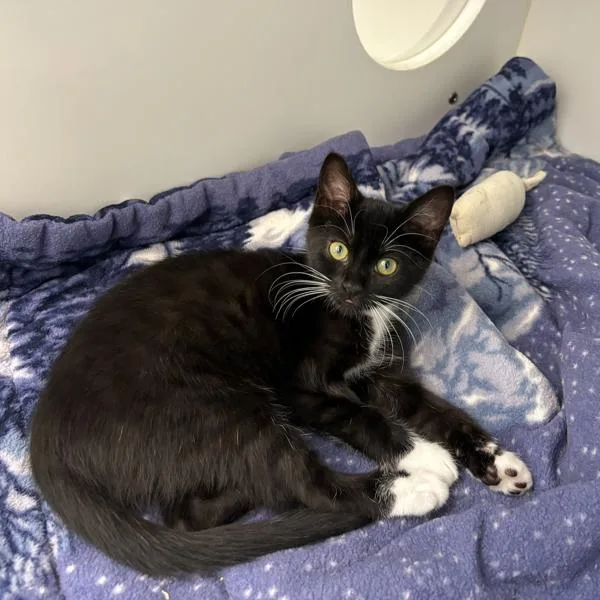 A baby small-sized female Domestic Short Hair cat named Sweet Pea for adoption in Silverdale, WA