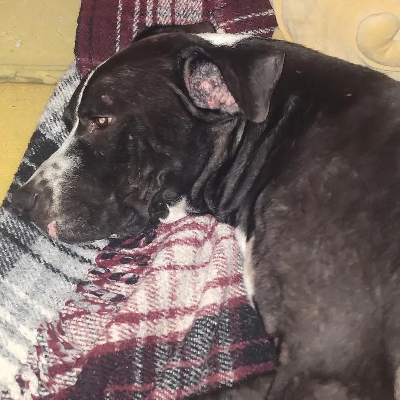 An adult large-sized male Pit Bull Terrier dog named Zeus for adoption in Idaho Falls, ID
