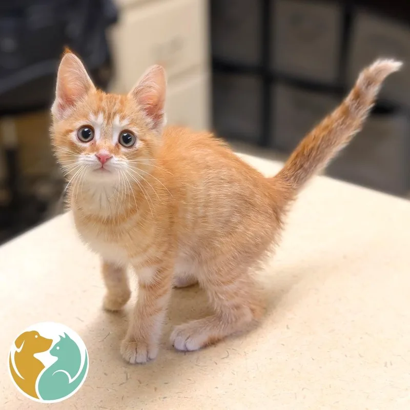 A baby small-sized male Orange / Red Domestic Short Hair cat named Samson for adoption in Toledo, OH