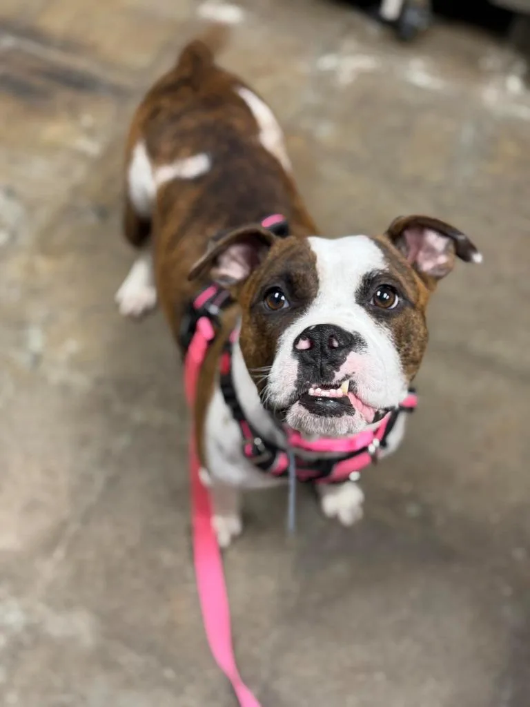 Cookie Mama thumbnail 4