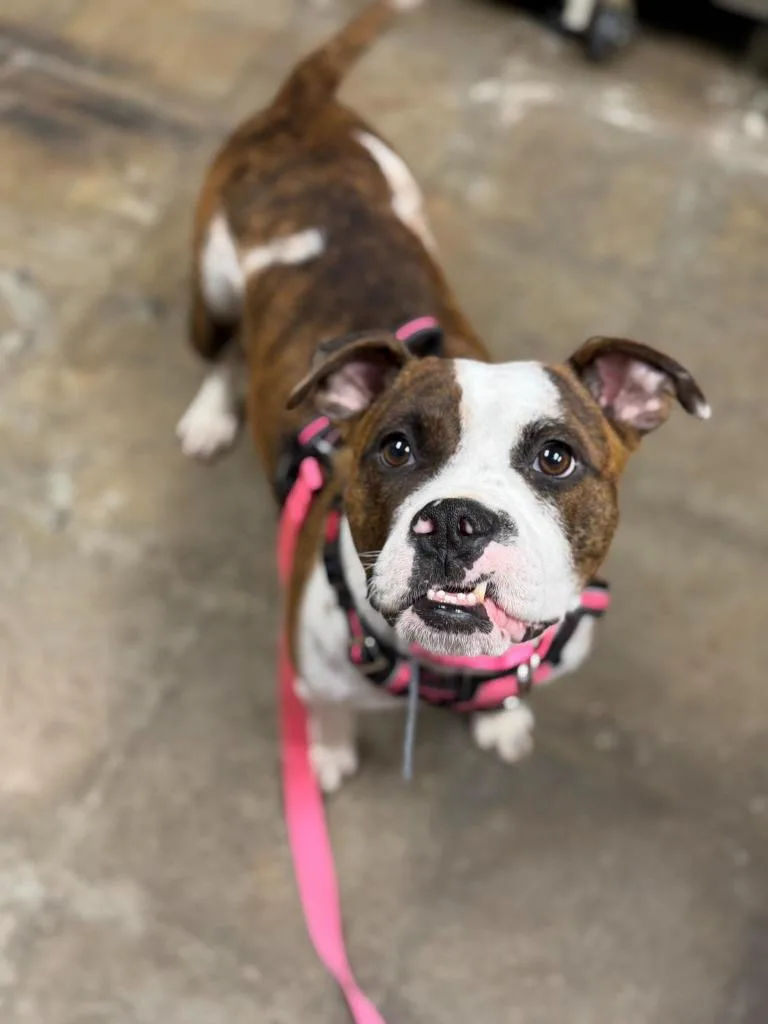 Cookie Mama thumbnail 6