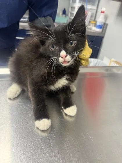 A young small-sized male Domestic Short Hair cat named B Brent for adoption in North Charleston, SC