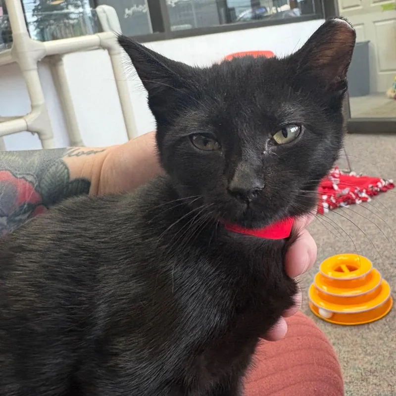 A baby small-sized female Black Domestic Short Hair cat named Tina for adoption in Hamburg, NY