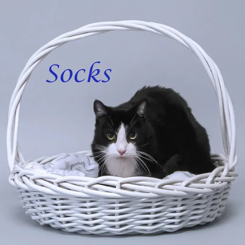Socks C