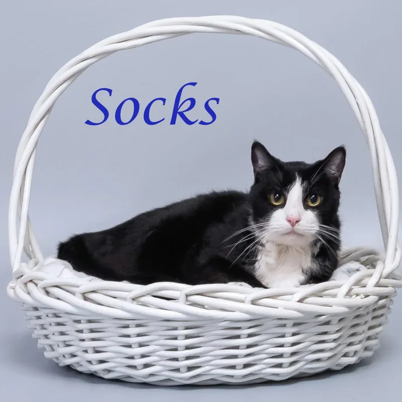 Socks C thumbnail 2