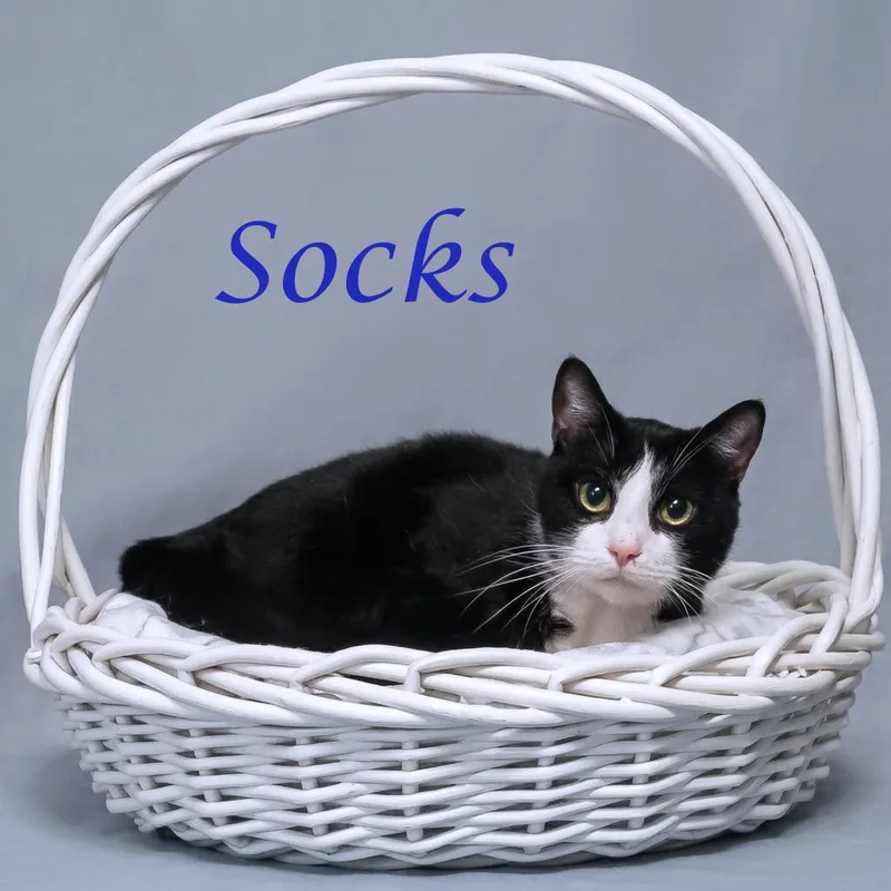 Socks C thumbnail 3