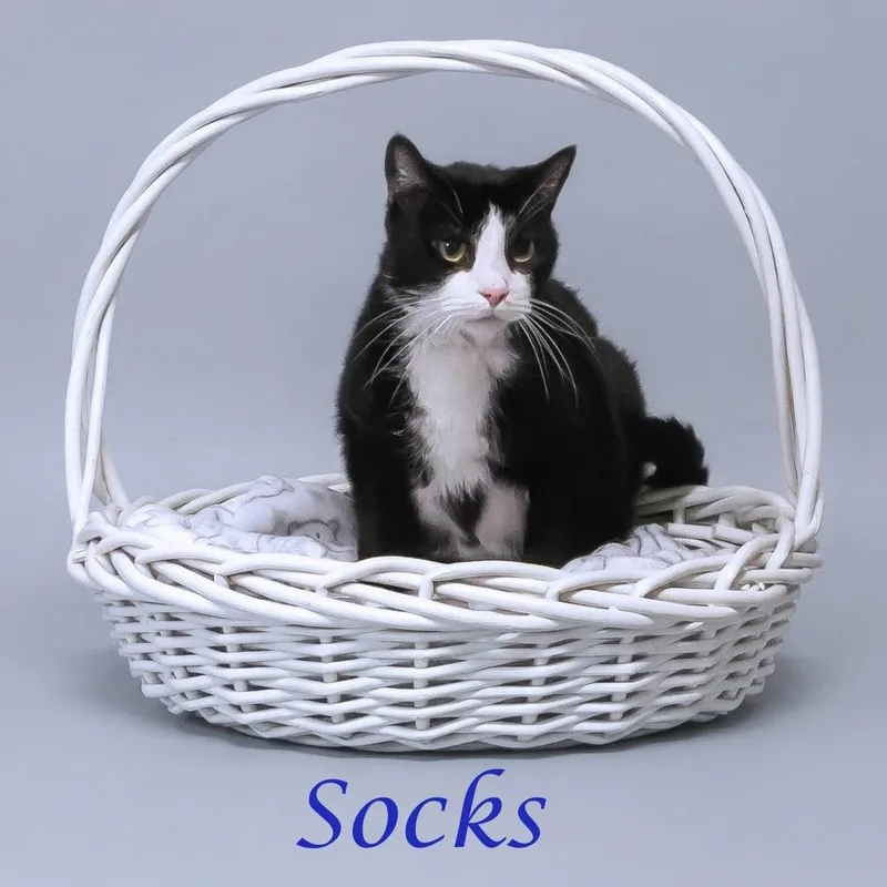 Socks C thumbnail 4