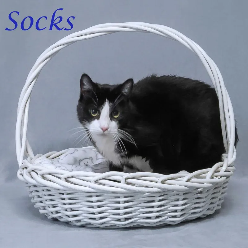 Socks C thumbnail 5