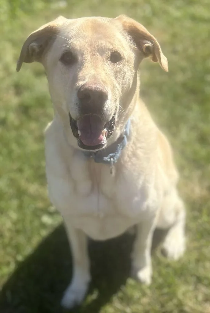 An adult large-sized male Golden Labrador Retriever dog named Blue for adoption in Jackson, MI