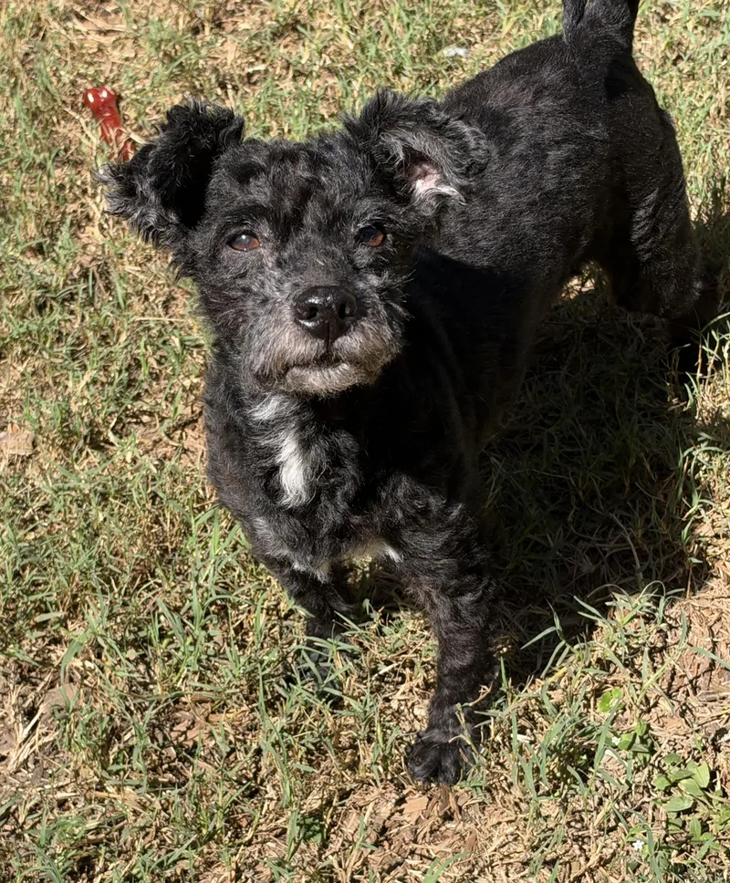 A senior small-sized male Miniature Poodle dog named Eddie for adoption in Mt Pleasant, SC