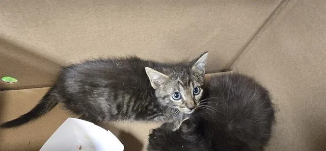 A baby small-sized female Domestic Short Hair cat named Yin for adoption in Grand Prairie, TX