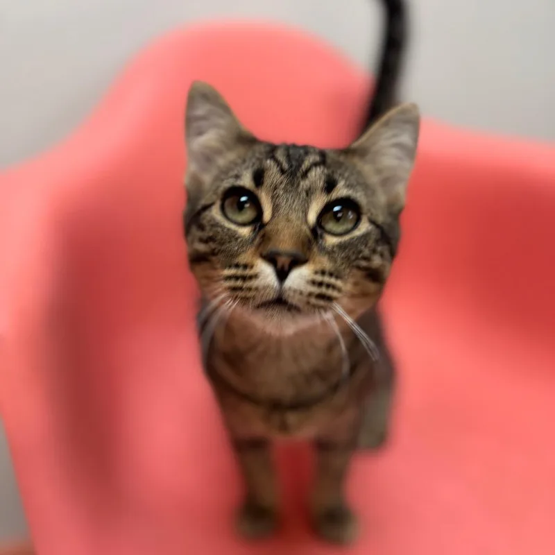 A young medium-sized male Gray / Blue / Silver Domestic Short Hair cat named Sokka for adoption in Decatur, GA