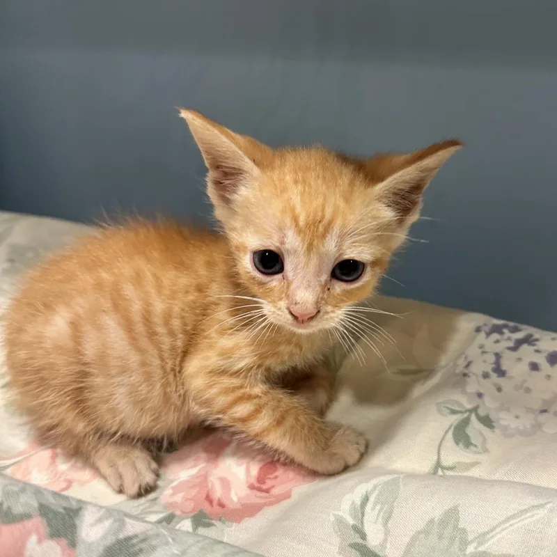A baby small-sized female Orange / Red Domestic Short Hair cat named Pumpkin Pie for adoption in Chattanooga, TN
