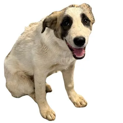 A baby large-sized female Great Pyrenees dog named Katniss for adoption in Red Bluff, CA