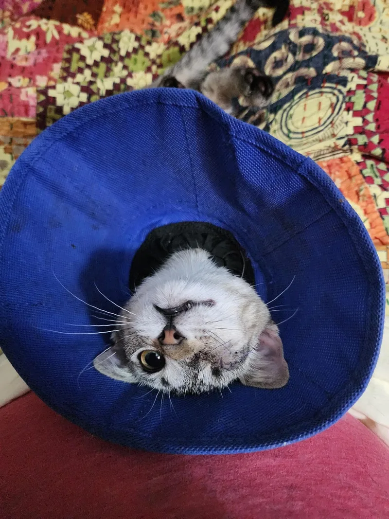 A baby medium-sized female Domestic Short Hair cat named Lollipop for adoption in New Orleans, LA