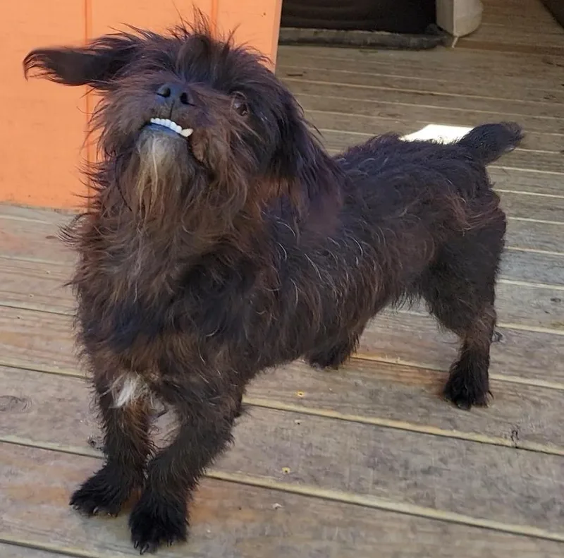 A young small-sized male Black Schnauzer dog named Benji for adoption in Mount Sterling, KY