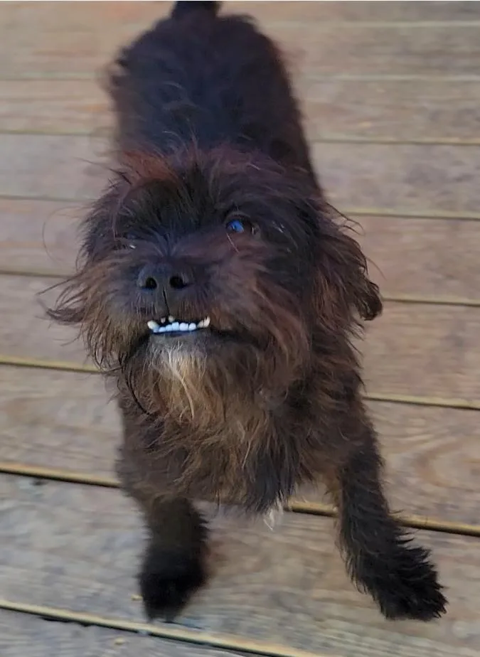 Benji thumbnail 5