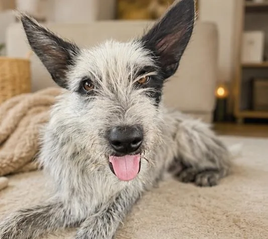 Pepper
