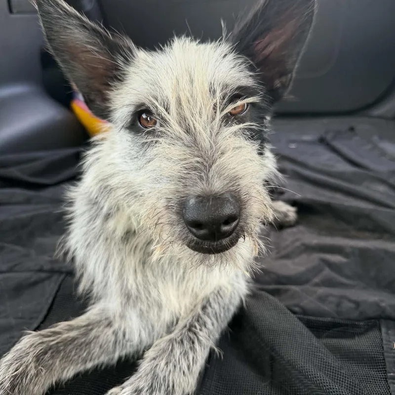Pepper thumbnail 4