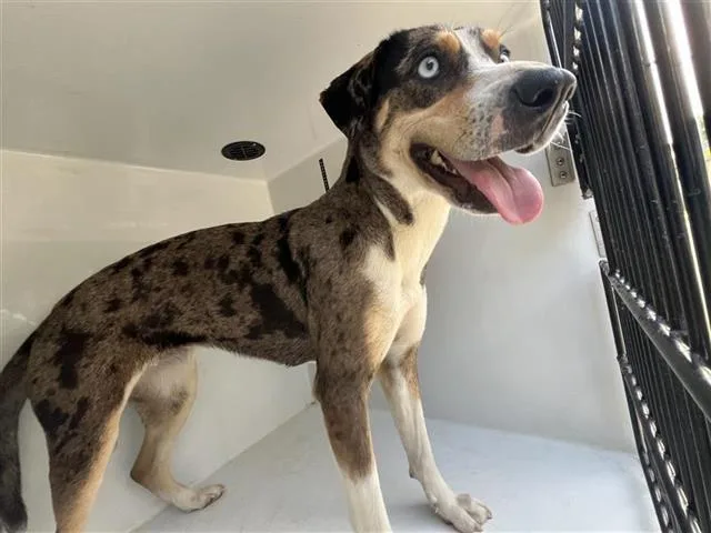 An adult medium-sized female Catahoula Leopard Dog dog named A for adoption in Houston, TX