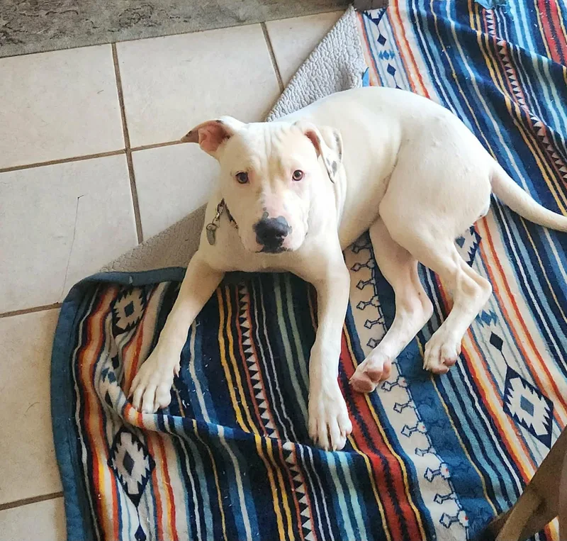 A baby medium-sized female White / Cream Pit Bull Terrier dog named Sophie's Choice for adoption in New York, NY