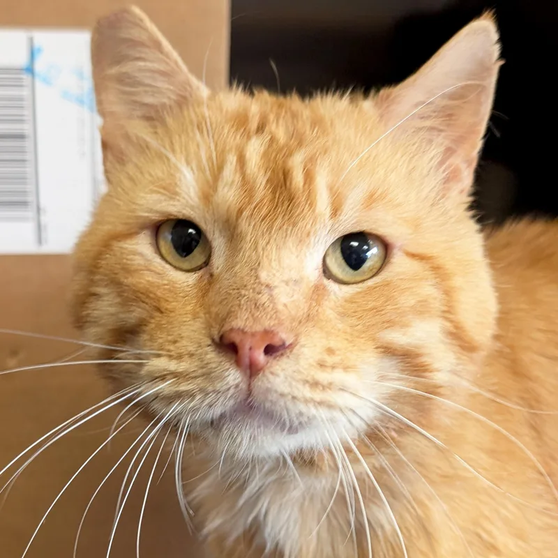 An adult medium-sized male Tabby (Orange / Red) Domestic Short Hair cat named Small Fry for adoption in Jefferson, WI