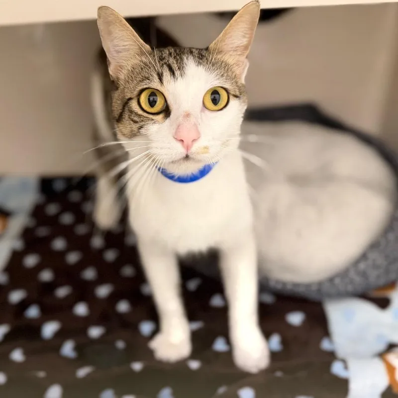 An adult medium-sized male White Domestic Short Hair cat named Gavin for adoption in Sarasota, FL