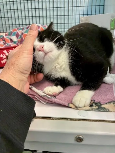 A young medium-sized female Black & White / Tuxedo Domestic Short Hair cat named Apache for adoption in Southwick, MA