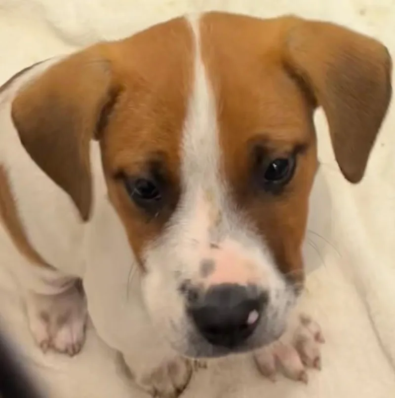 A baby medium-sized male Beagle dog named Sammie for adoption in Elizabethton, TN