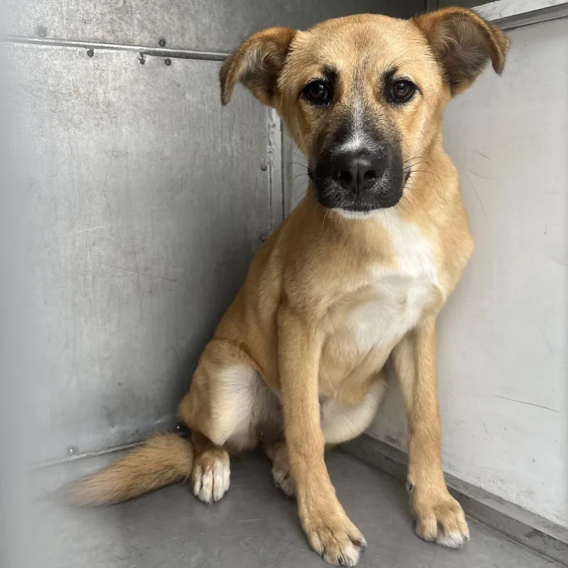 A young medium-sized female Brown / Chocolate Shepherd dog named Kiwi for adoption in Edinburg, TX