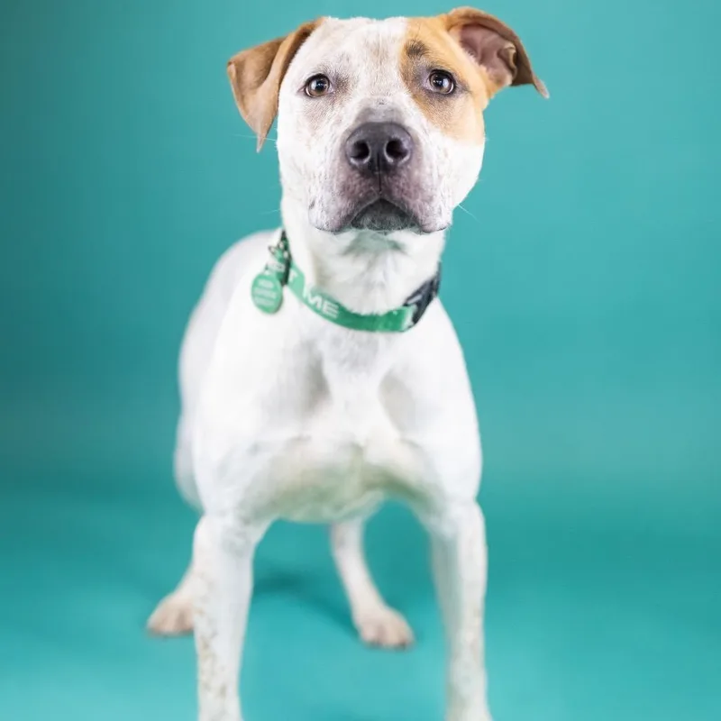 A young medium-sized female White / Cream Hound dog named Roamy for adoption in Portland, OR