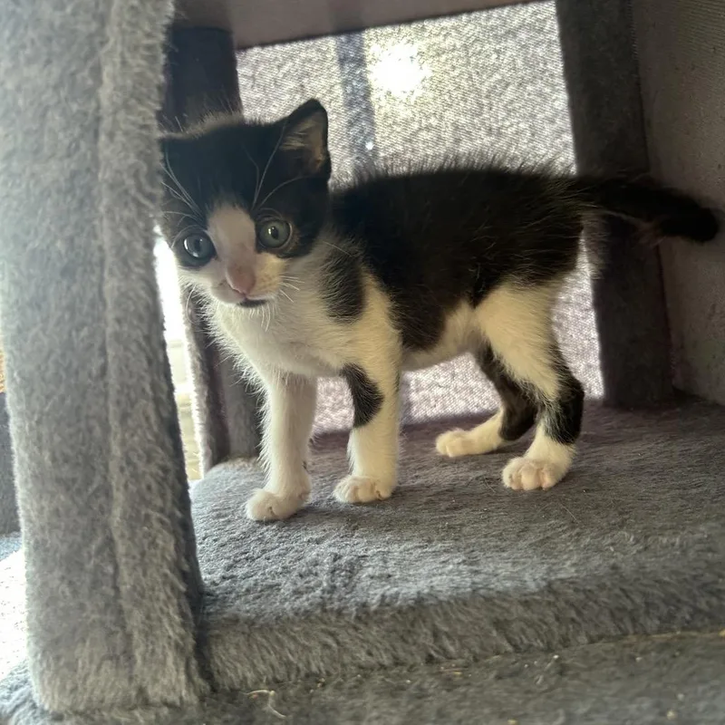 A baby medium-sized male Domestic Short Hair cat named Louie for adoption in Chattanooga, TN
