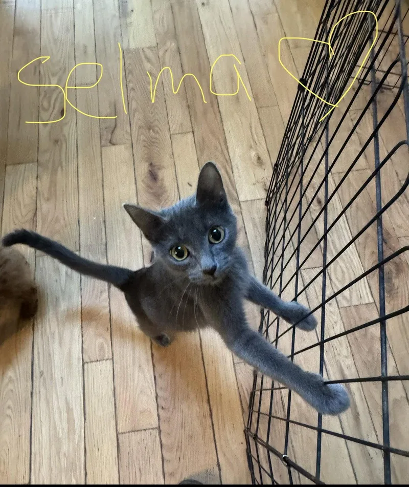 A young small-sized female Gray / Blue / Silver Domestic Short Hair cat named C Litter Selma for adoption in Livonia, MI