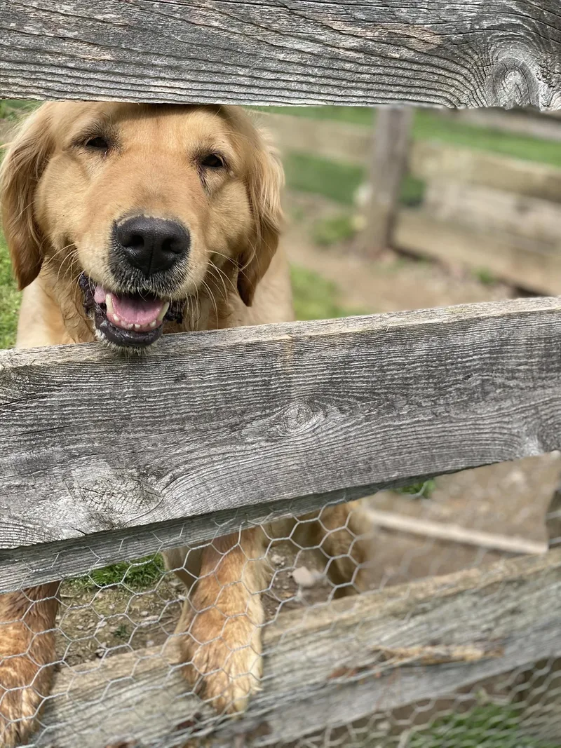 An adult large-sized female Golden Retriever dog named Maggie for adoption in Lewistown, PA